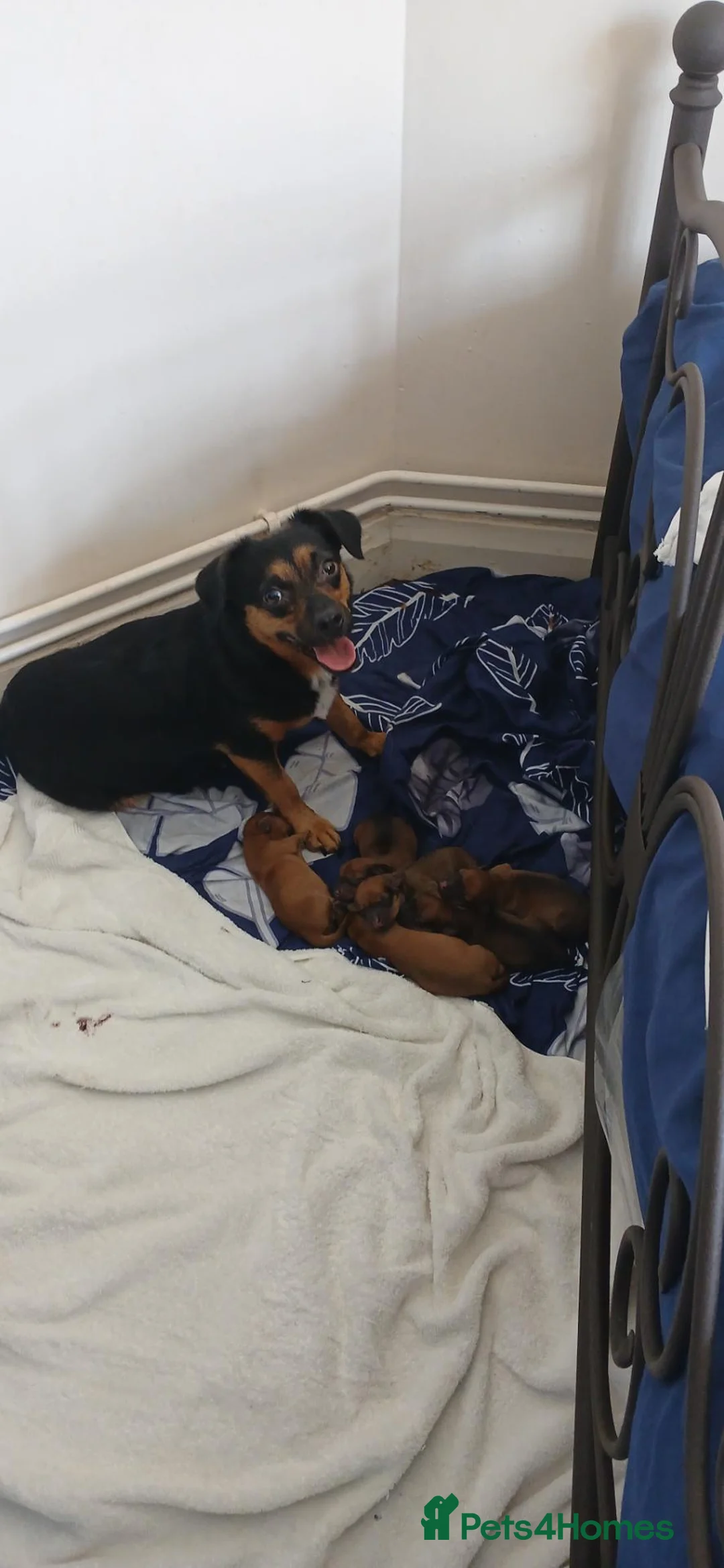 Mixed Breed dogs for sale: Mix breed puppies  - Advert 1