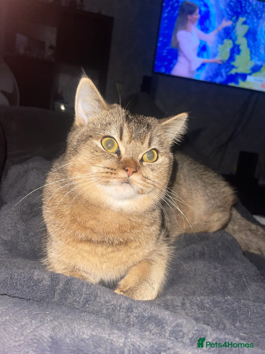 British Shorthair cats for sale: British shorthair to a good home  in Leeds - Advert 5