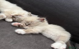 Ragdoll cats for sale: 7 beautiful seal/lynx point ragdoll kittens - Image 11