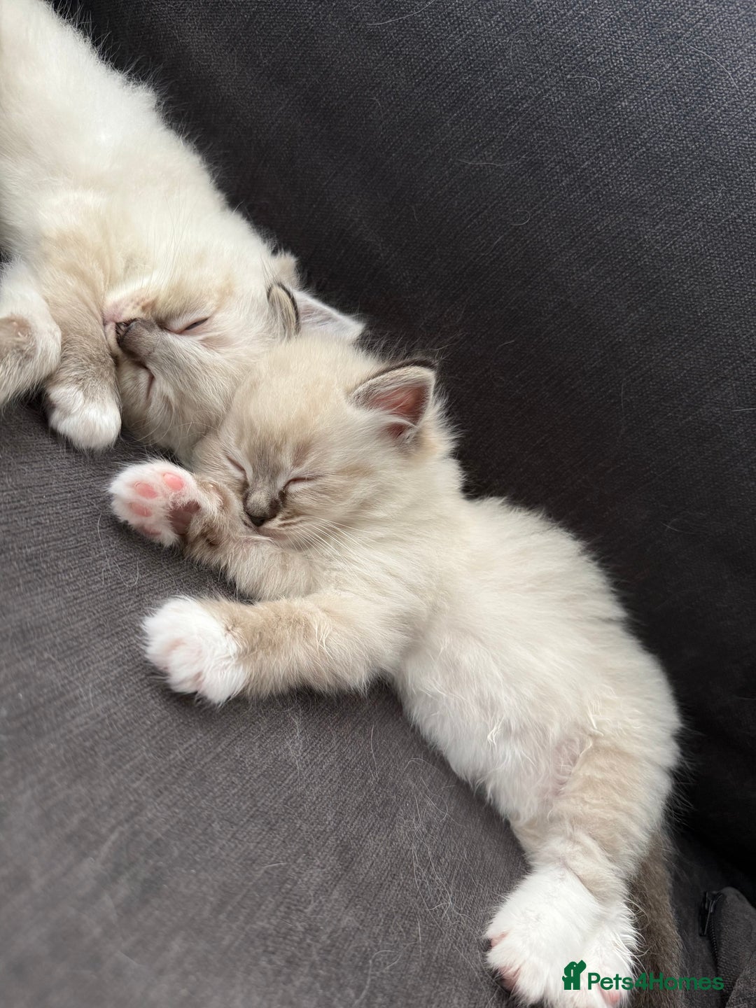 Ragdoll cats for sale: 7 beautiful seal/lynx point ragdoll kittens - Image 11