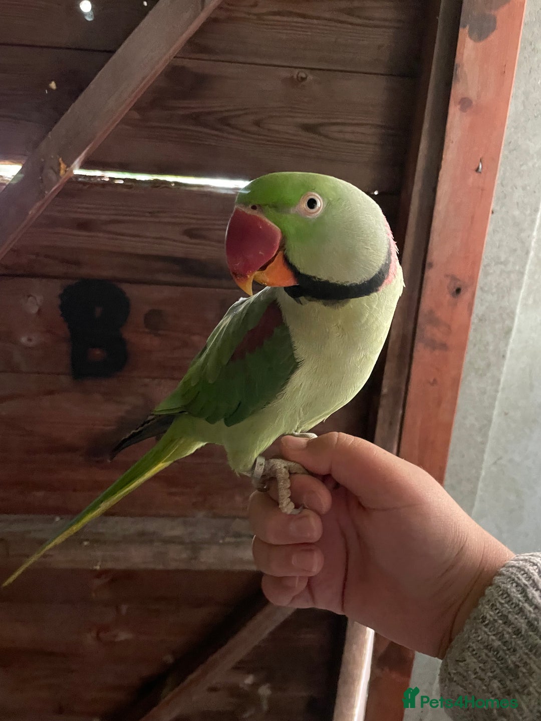 Parrots birds for sale: Alaxandrian parrot  - Image 3