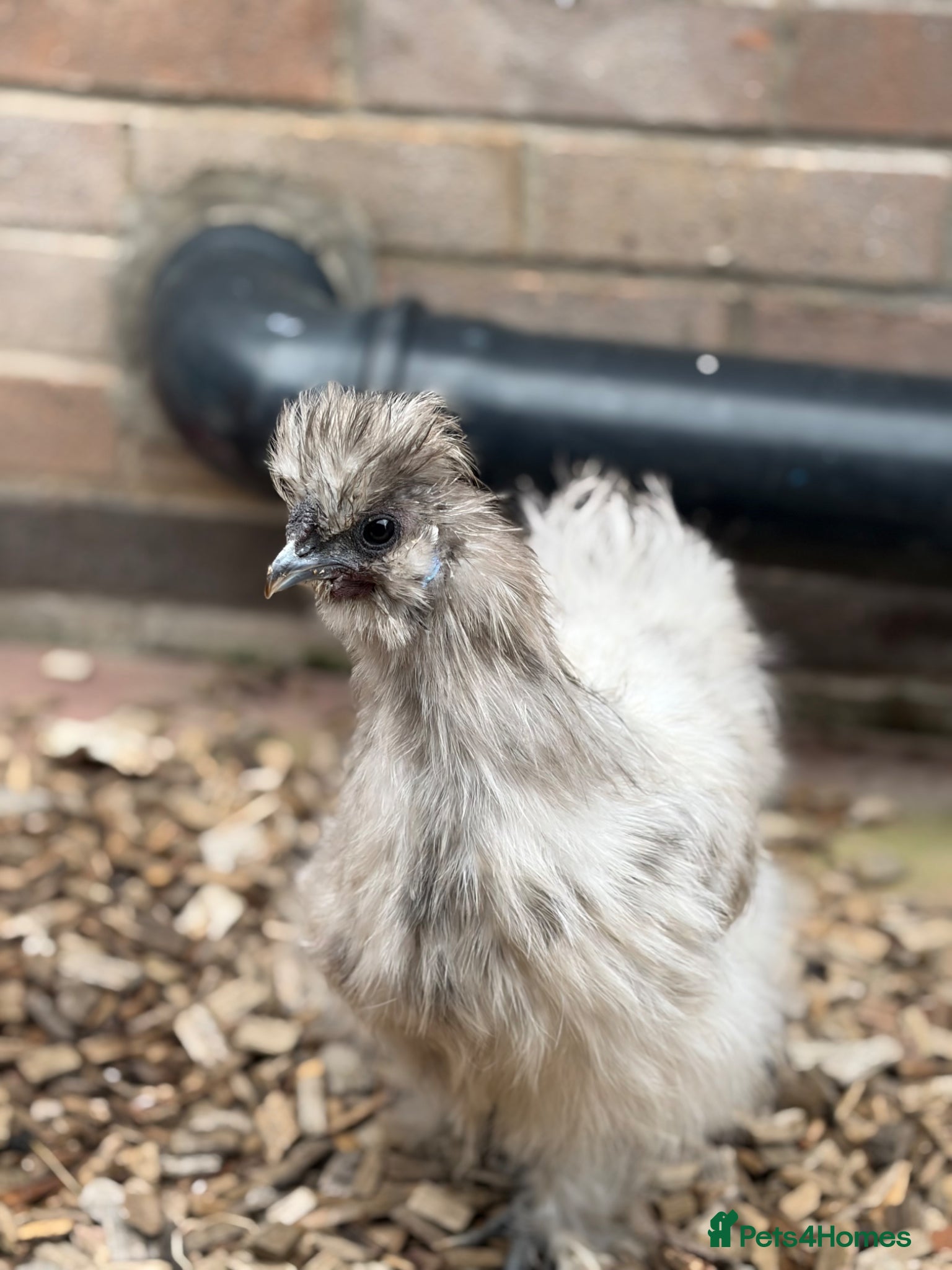 Hens poultry Silkie pair - Advert 1