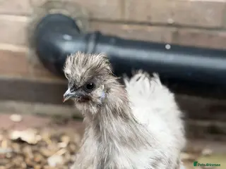 Hens poultry Silkie pair - Advert 1