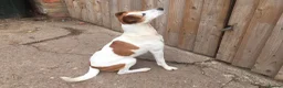 Jack Russell dogs for sale: Jack russell puppies - Advert 6