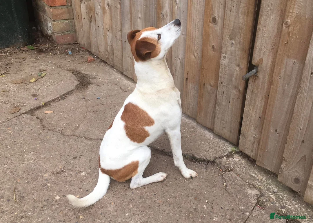 Jack Russell dogs for sale: Jack russell puppies - Advert 6