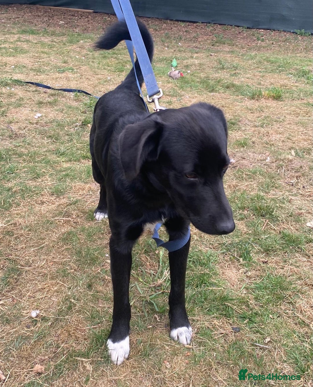 Mixed Breed dogs for adoption: A Bright Boy - looking for the Right Loving Home - Image 13