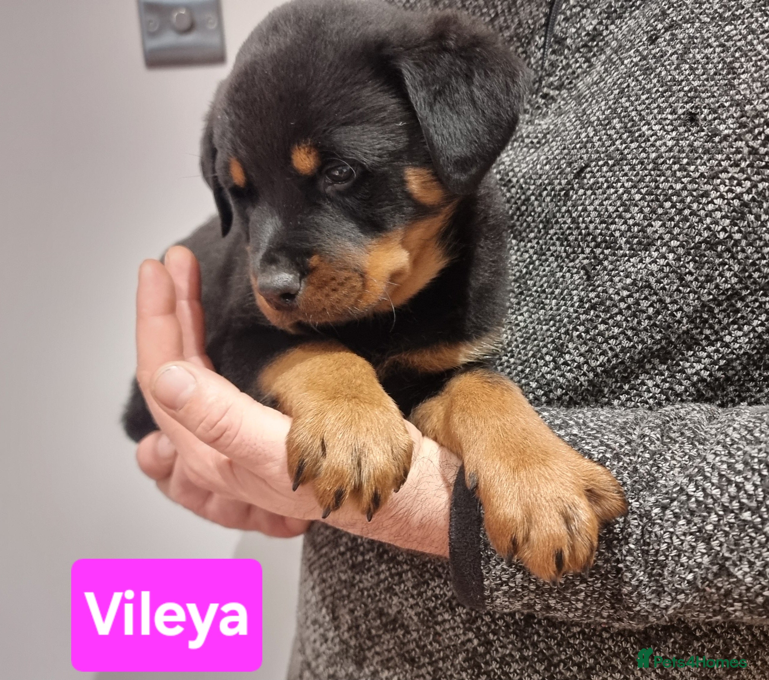 Rottweiler dogs ONLY 1 GIRL LEFT Champion Bloodline KC Rottweilers - Advert 4