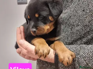 Rottweiler dogs ONLY 1 GIRL LEFT Champion Bloodline KC Rottweilers - Advert 9