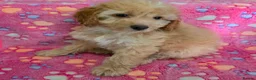 Cockapoo dogs for sale: Female Cockapoo - Advert 11