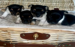 Jack Russell dogs for sale: Miniature Jackrussle  - Image 4