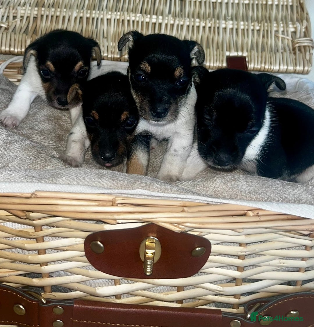 Jack Russell dogs for sale: Miniature Jackrussle  - Image 4