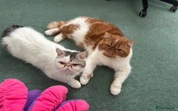 Exotic cats for sale: 4 kittens ready to go - Image 5