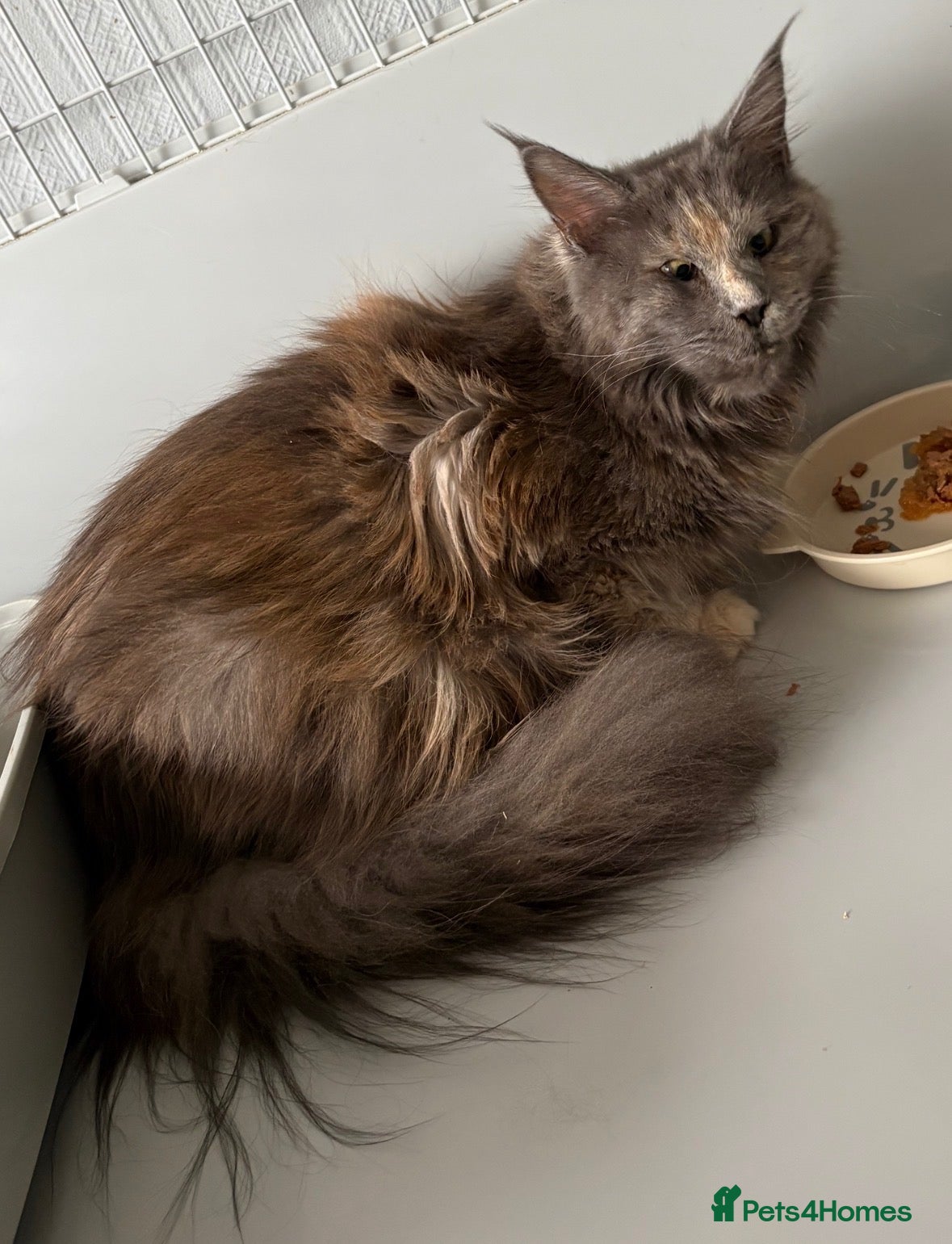 Maine Coon cats Beautiful Maine coon dora  - Advert 17