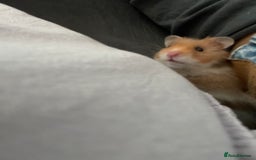 Hamster rodents for sale: *RESERVED* Baby boy Hamster 7 weeks old  - Image 12