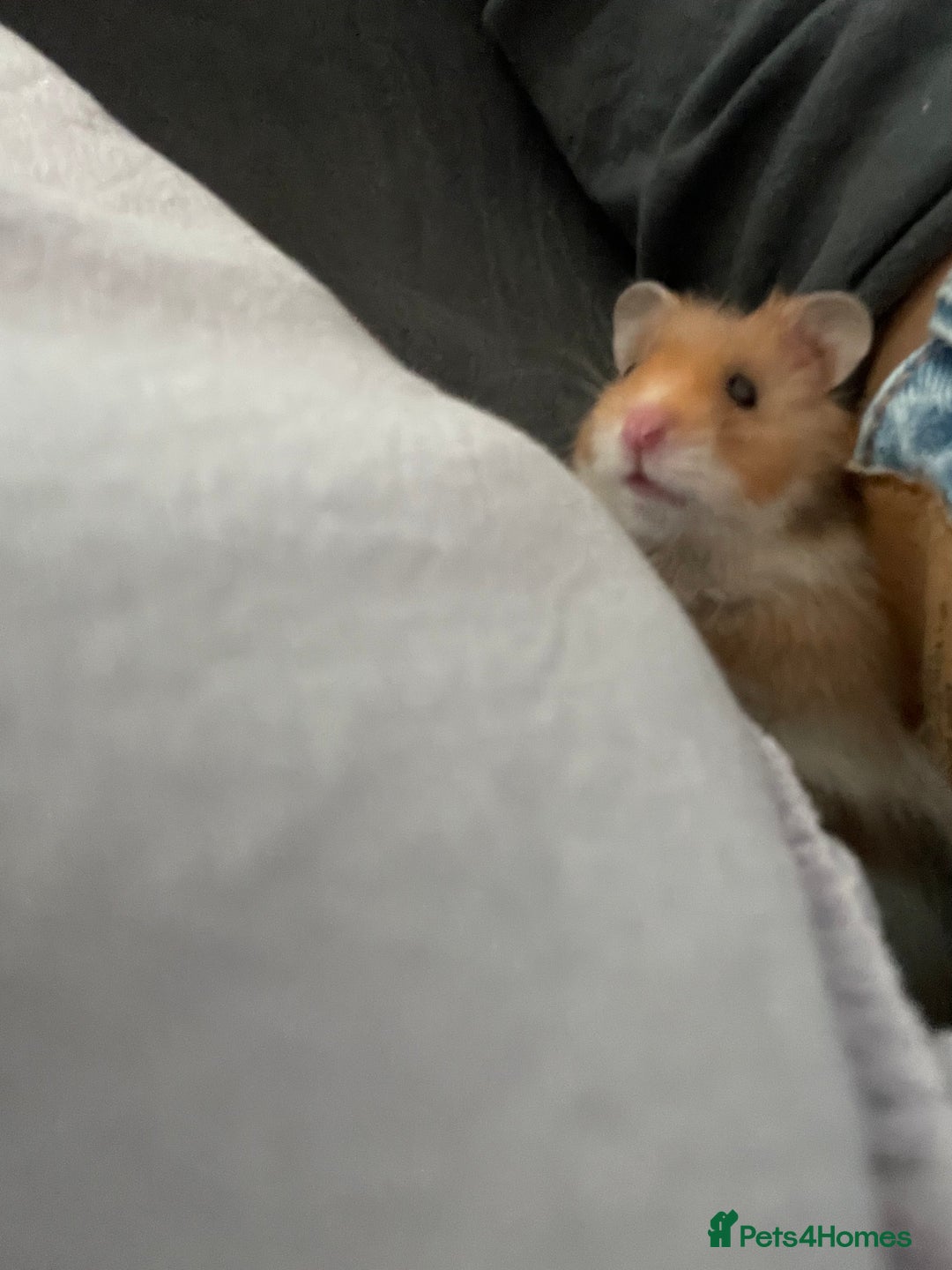 Hamster rodents for sale: *RESERVED* Baby boy Hamster 7 weeks old  - Image 12