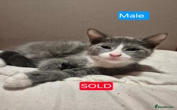 Russian Blue cats for sale: 1 Beautiful Female Russian Blue X kitten - Image 7