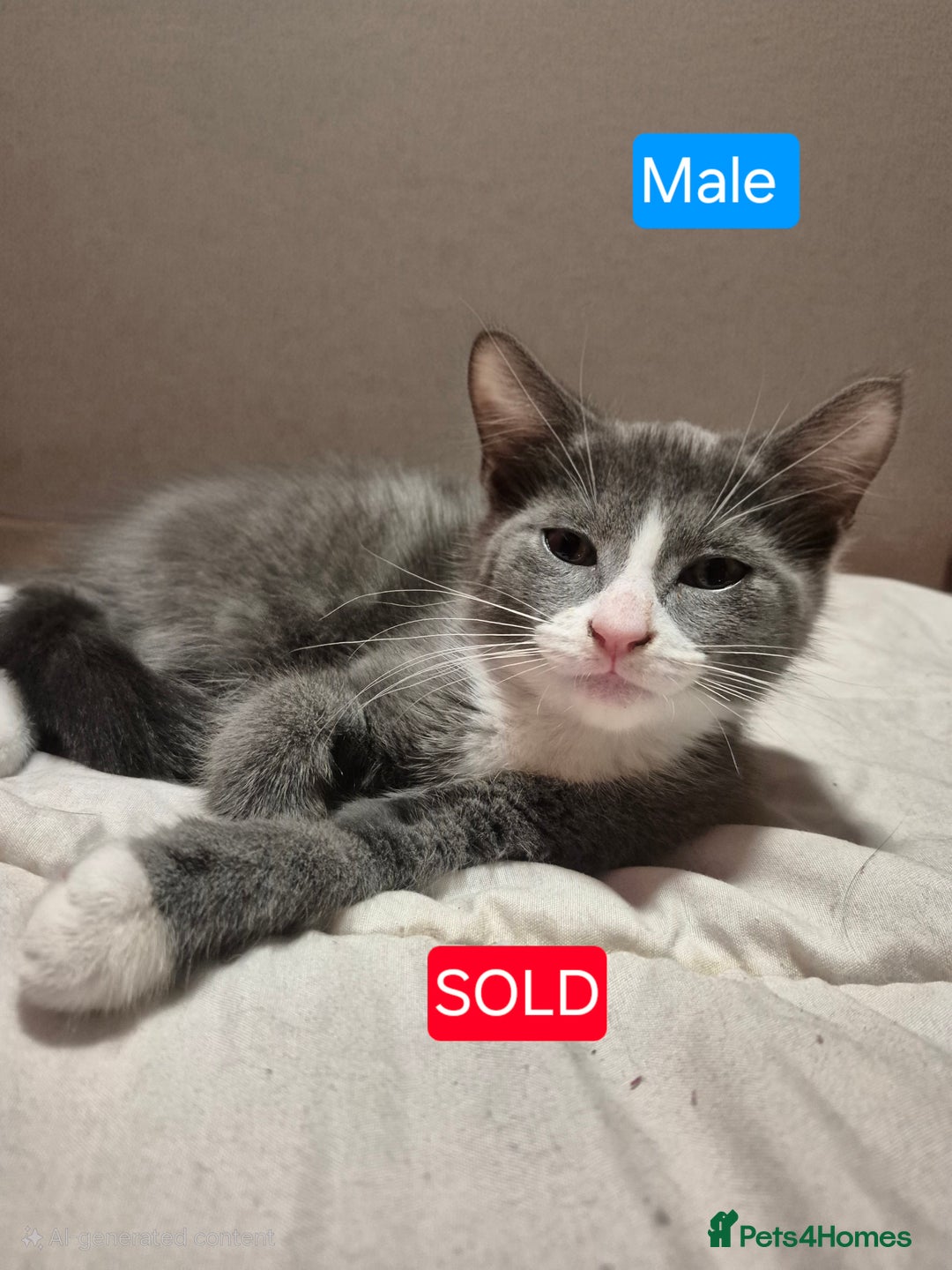 Russian Blue cats for sale: 1 Beautiful Female Russian Blue X kitten - Image 7