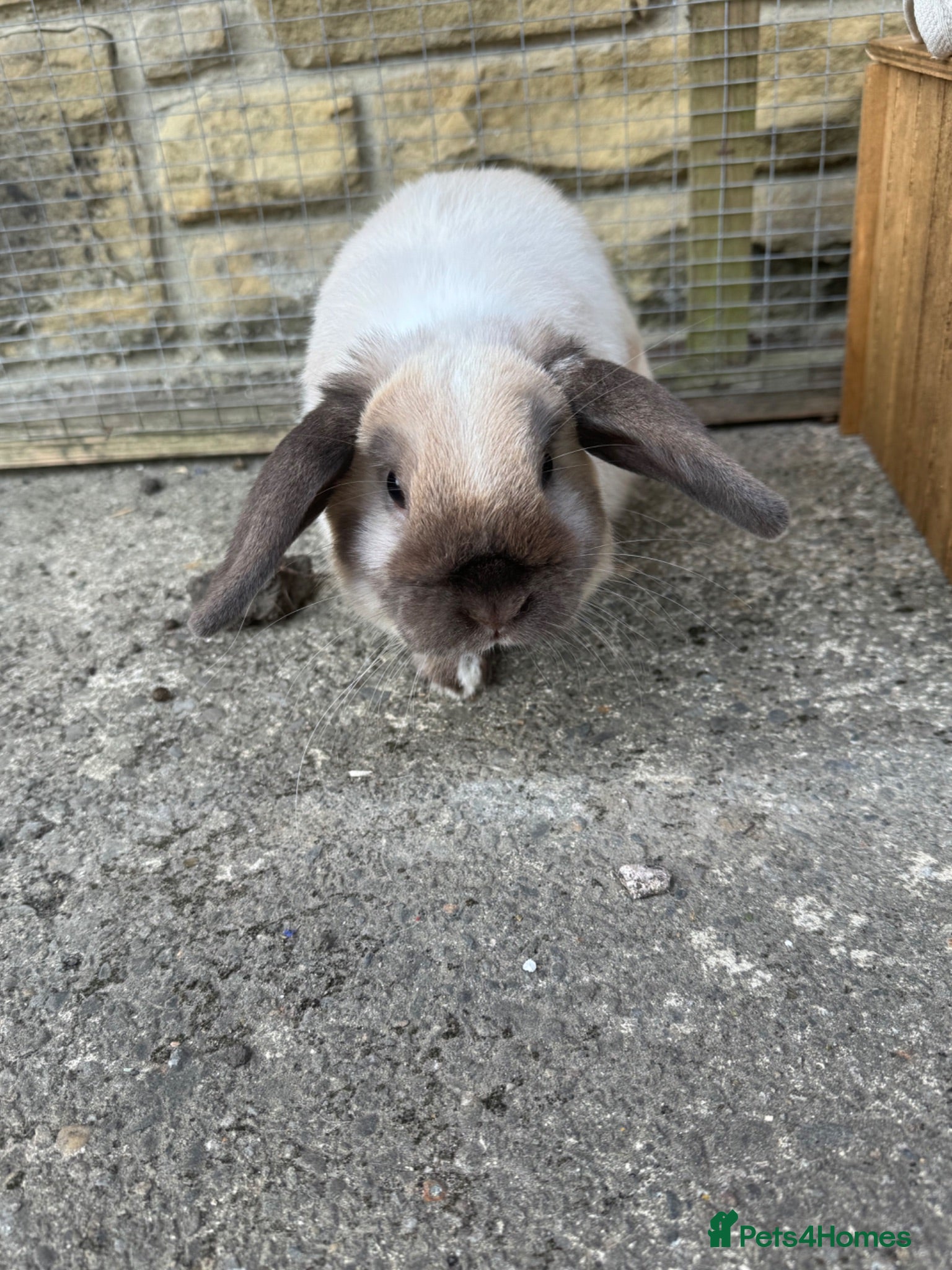 Mini Lop rabbits 8 month old seal point buck  - Advert 6