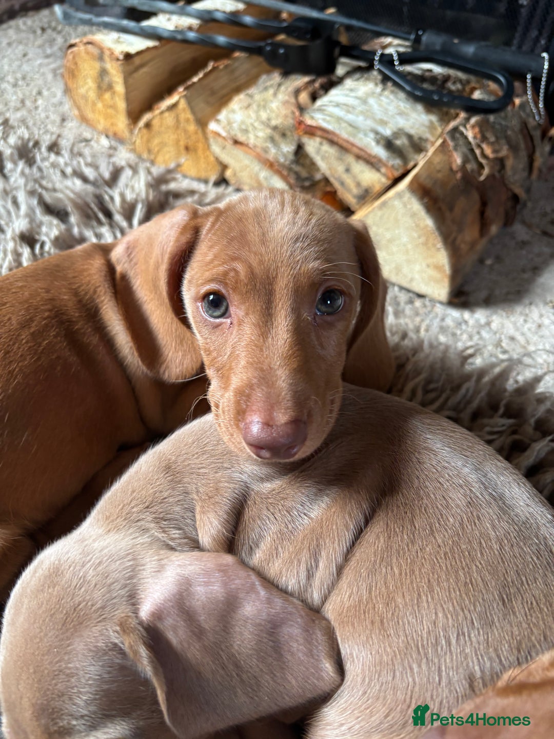 Miniature Dachshund dogs for sale: Now ready to leave 1 beautiful boy leftPRA clear - Advert 11