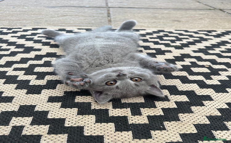 British Shorthair cats - Advert 6