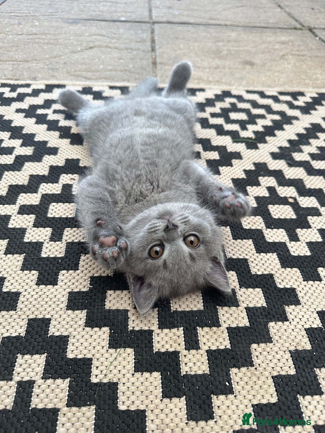 British Shorthair cats for sale: ONLY 1 BOY LEFT -BSH Blue Kittens - Image 1
