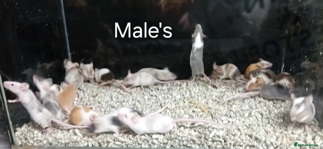 Mouse rodents for sale: Baby Fancy Pet mice , Males and Females - Advert 19