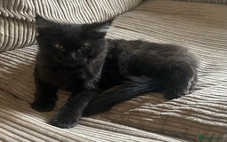 Maine Coon cats for sale: Pedigree Maine Coon Kittens - Image 3
