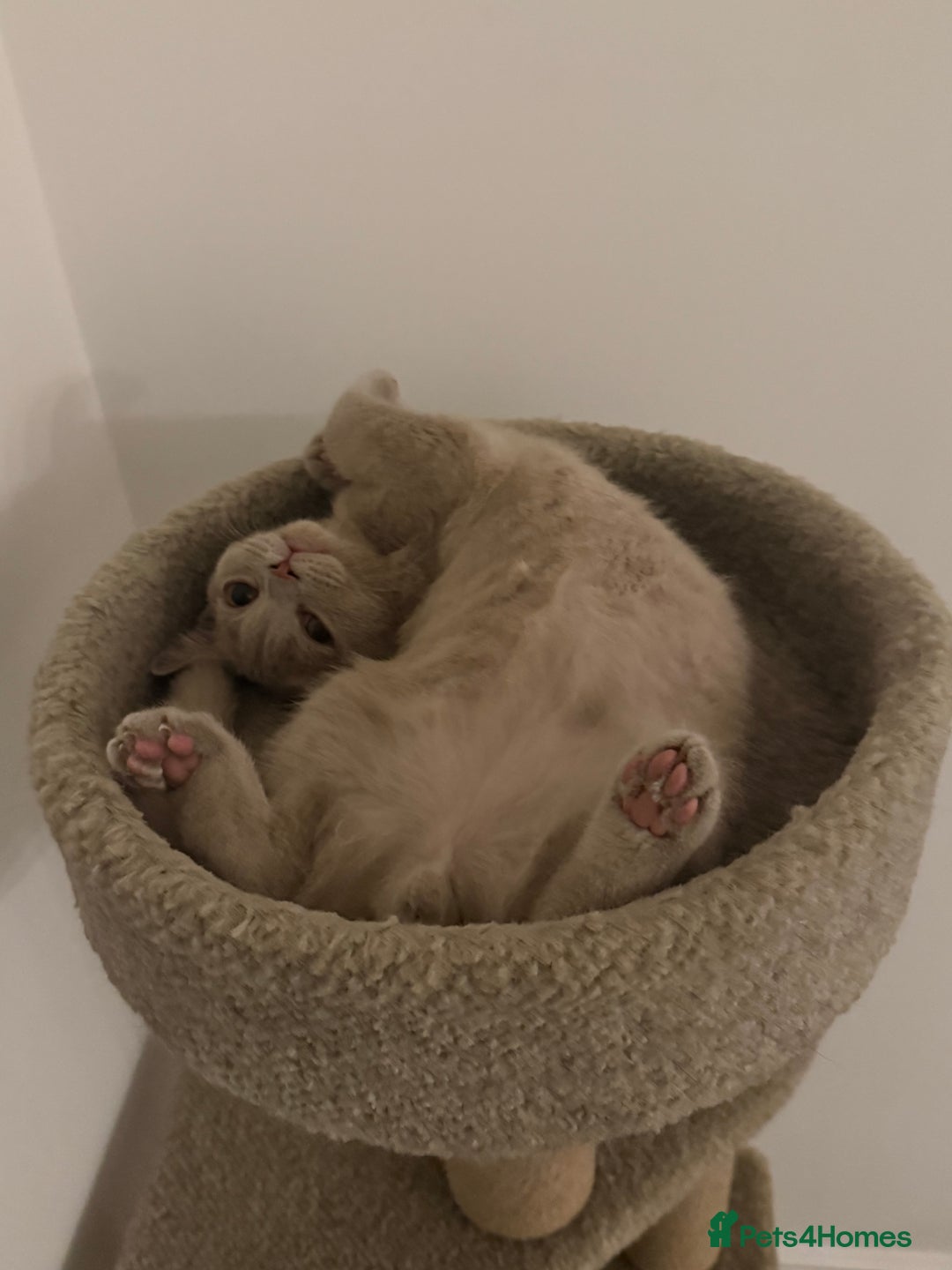 British Shorthair cats for sale: Beautiful British ShortHair Rare Fawn - Advert 14