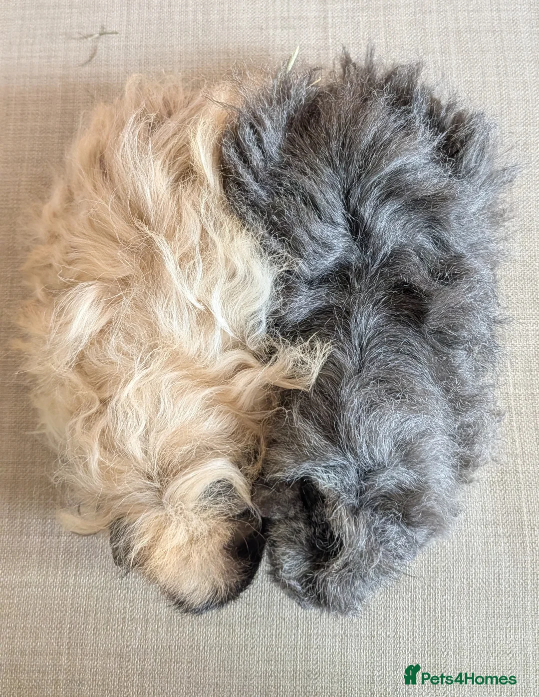 Guinea Pig rodents for sale: Gorgeous Texel sows - Advert 2