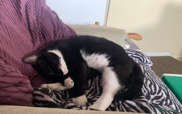 Mixed Breed cats for sale: Susie  - Image 5