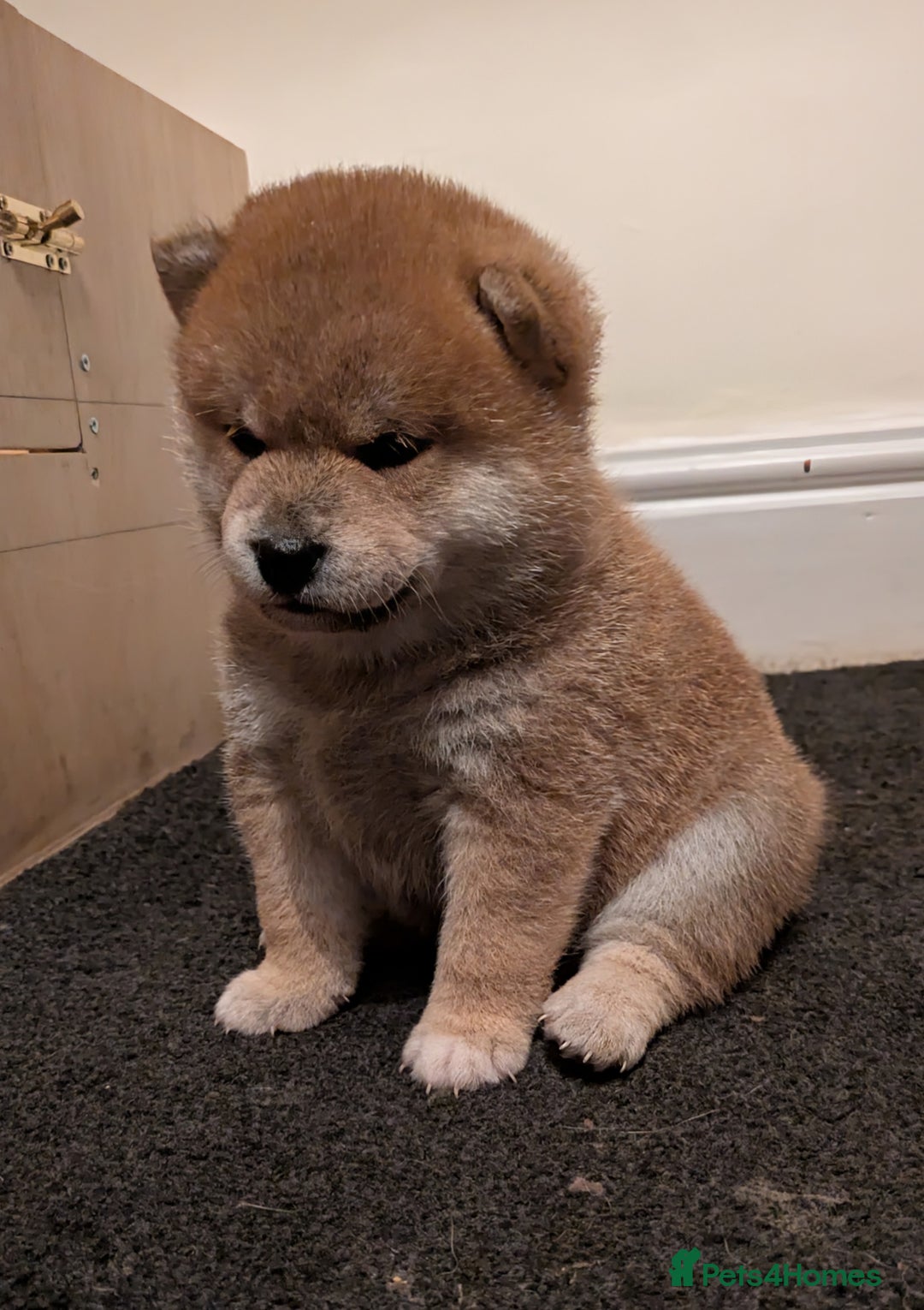 Japanese Shiba Inu dogs for sale: Japanese shiba inu - Image 12
