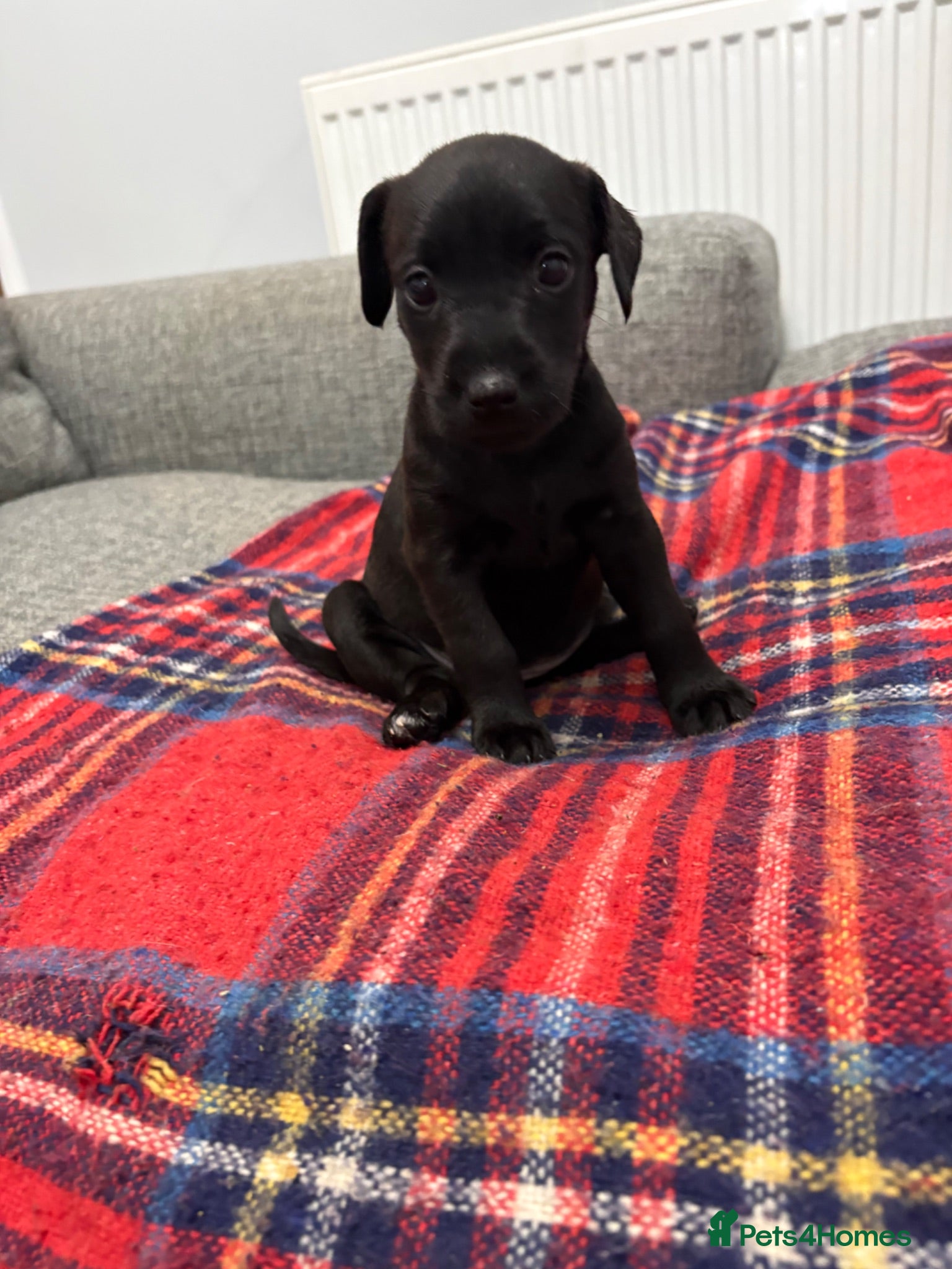 Patterdale Terrier dogs Patterdale terrier pups  - Advert 1