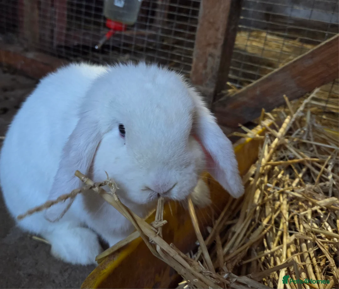 Mini Lop rabbits for sale: Blue Eyed White minilop  - Advert 1