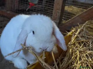 Mini Lop rabbits Blue Eyed White minilop - Advert 8
