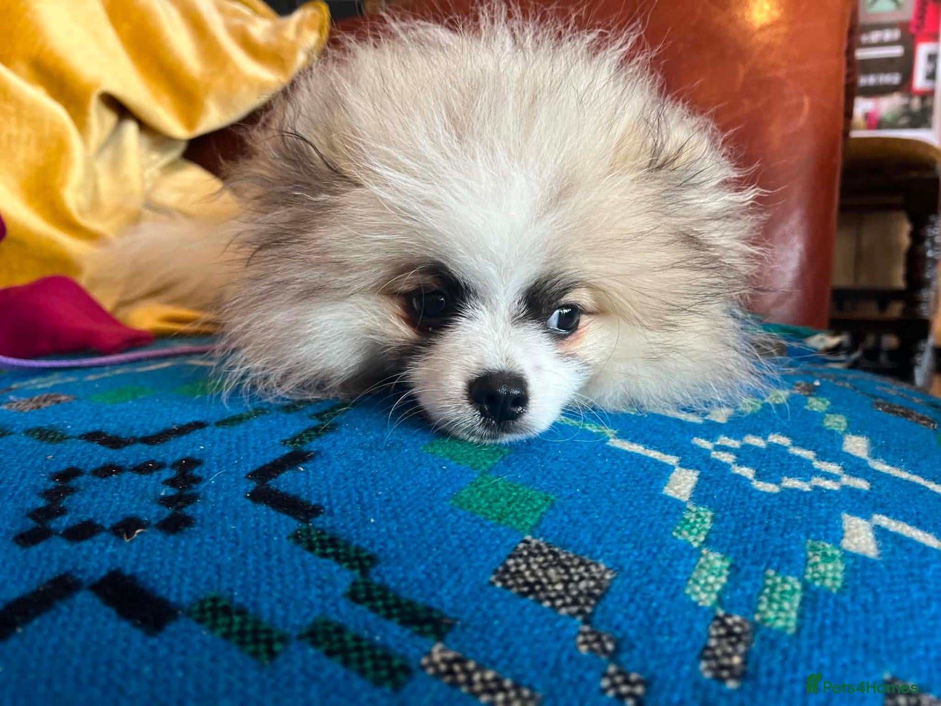 Pomeranian dogs Pomeranian 6 month old puppy - Advert 1