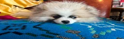Pomeranian dogs for sale: Pomeranian 6 month old puppy in Haverfordwest - Advert 1