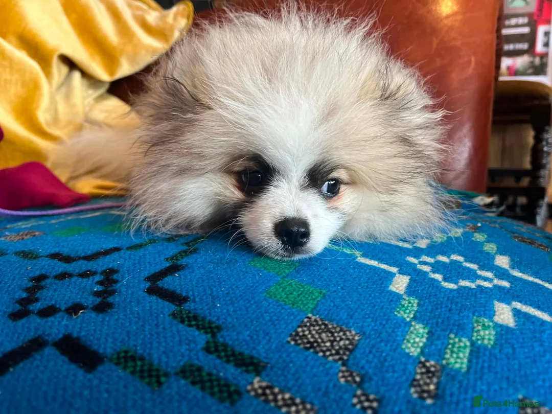 Pomeranian dogs for sale: Pomeranian 6 month old puppy in Haverfordwest - Advert 1