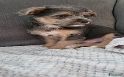 Mixed Breed dogs for sale: Jack russel cross pomeranian puppies  - Image 3