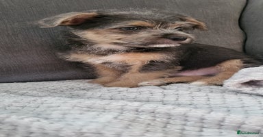 Mixed Breed dogs Jack russel cross pomeranian puppies  - Advert 12