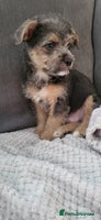 Mixed Breed dogs Jack russel cross pomeranian puppies - Advert 12