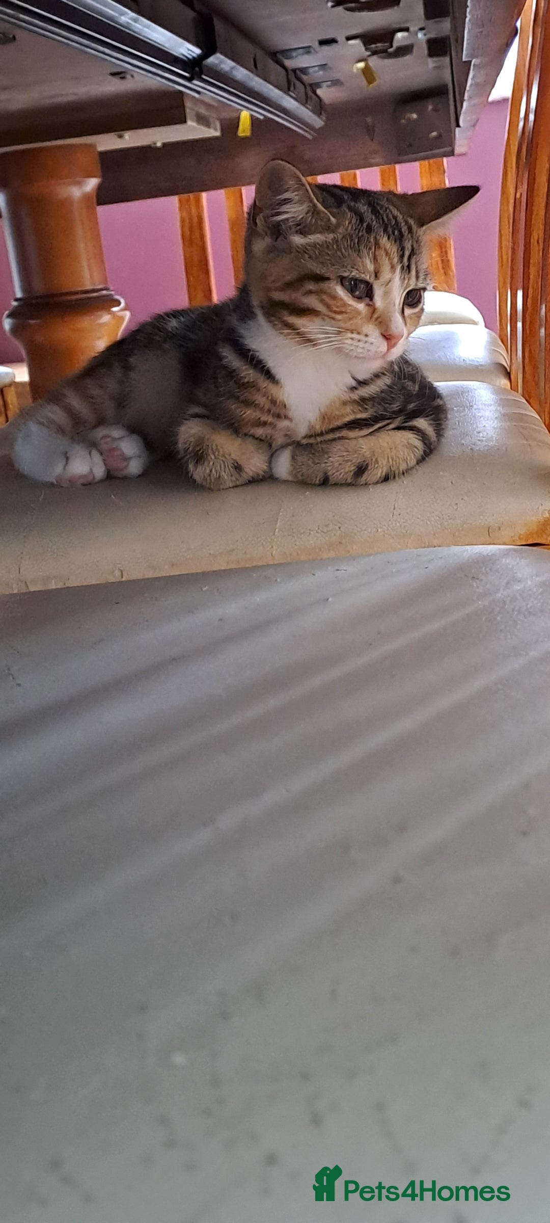 Scottish Fold cats for sale: Beautiful kittens ready for forever loving homes  - Image 27