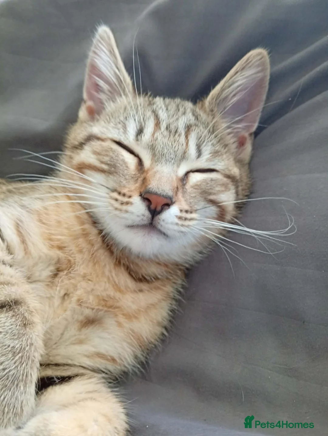 Mixed Breed cats for sale: Sweet male kitten - Advert 5