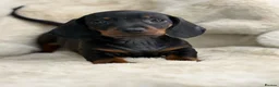Miniature Dachshund dogs for sale: Stunning mini smooth dachshund puppies  - Advert 4