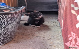 British Longhair cats for sale: Fluffy kittens very beautifull - Image 9
