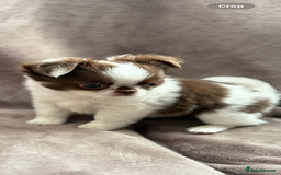 Chihuahua dogs for sale: Chihuahuas - Image 4