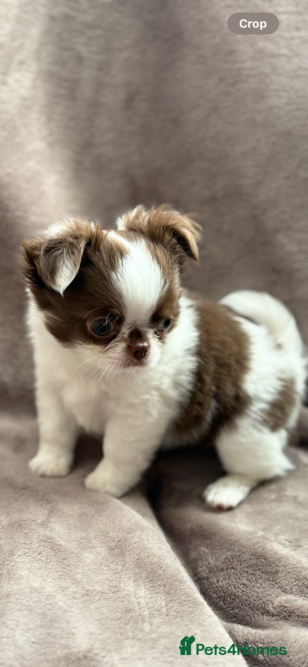 Chihuahua dogs for sale: Chihuahuas - Image 4