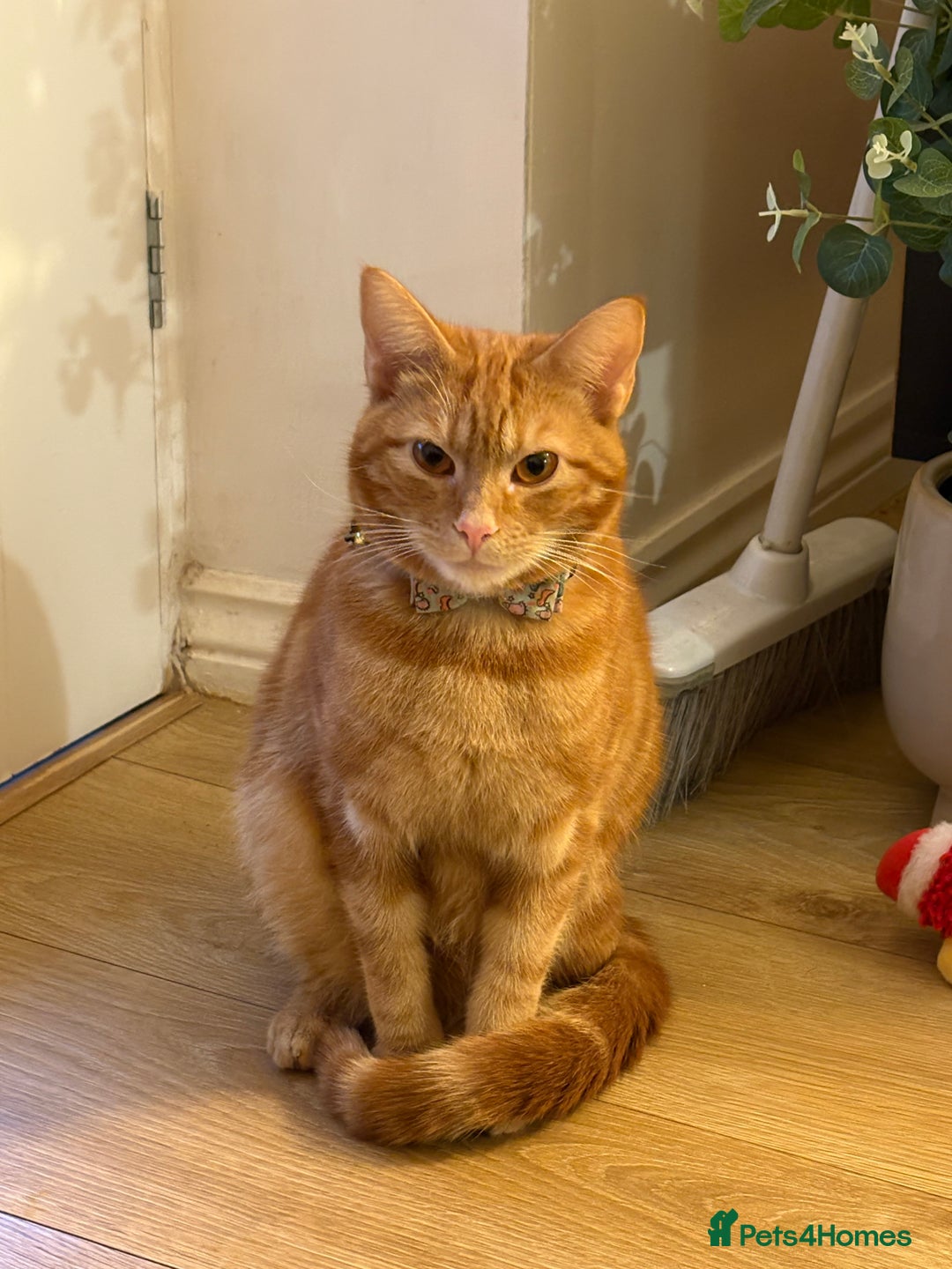 British Shorthair cats for sale: 1 year old male cat -cheddar - Advert 2