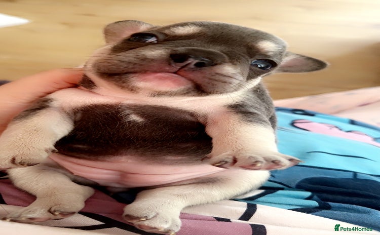French Bulldog dogs - Advert 13