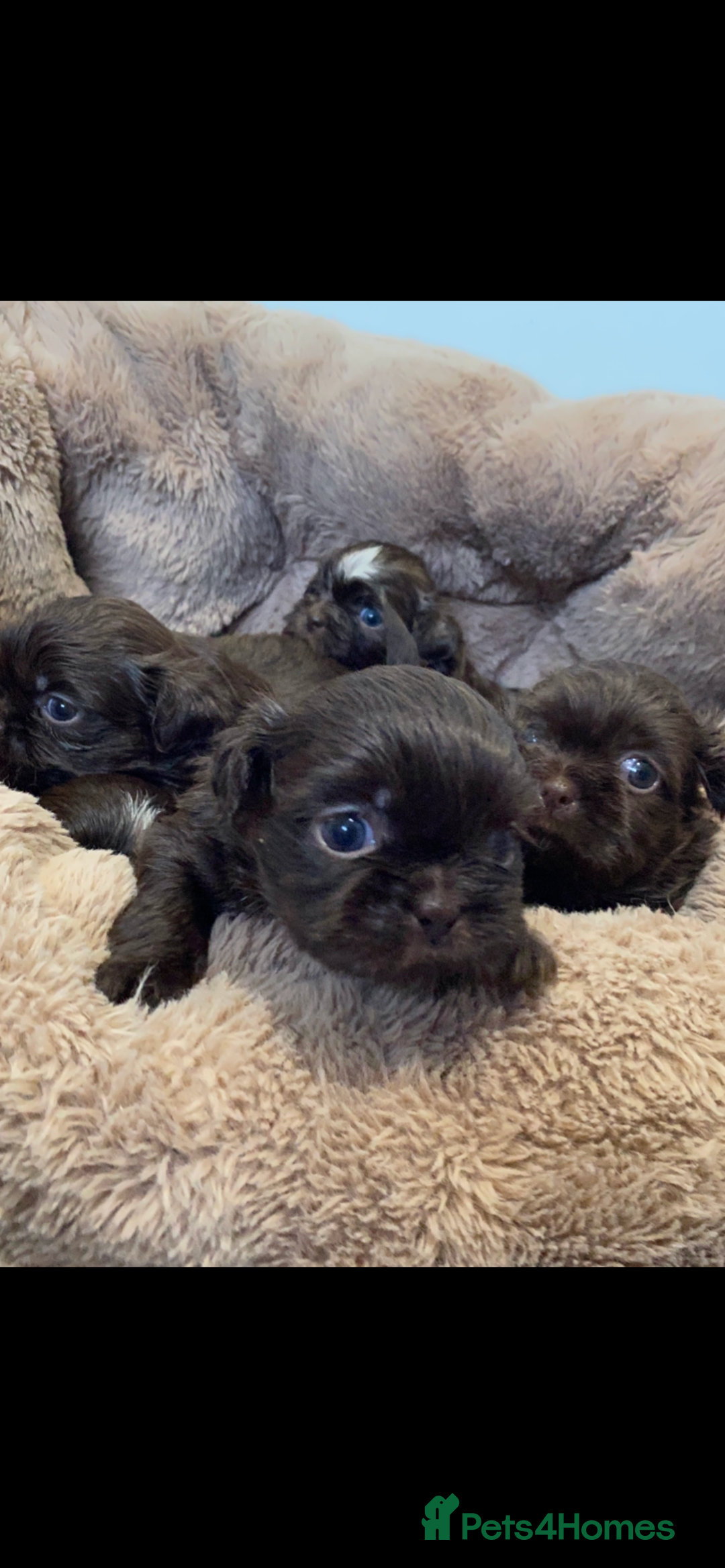Shih Tzu dogs for sale: 😍 chocolate shihtzu😍 - Advert 6