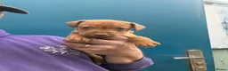 Patterdale Terrier dogs for sale: Quality Patterdale Pups - Advert 7